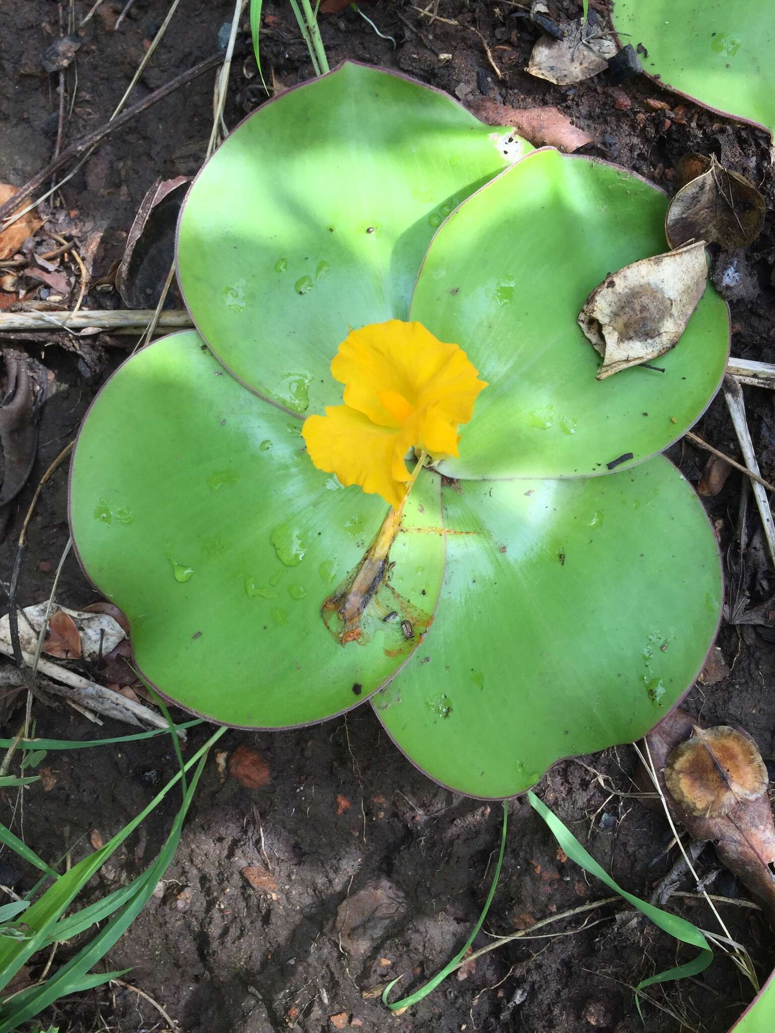 Image of Costus spectabilis (Fenzl) K. Schum.