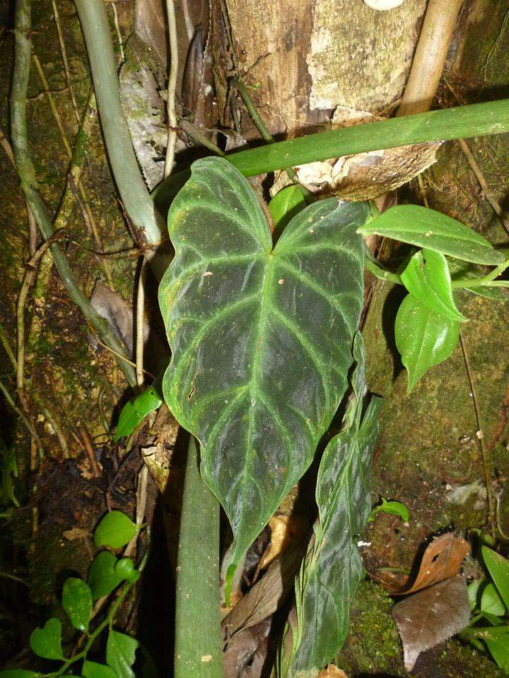 Image of Philodendron verrucosum L. Mathieu ex Schott