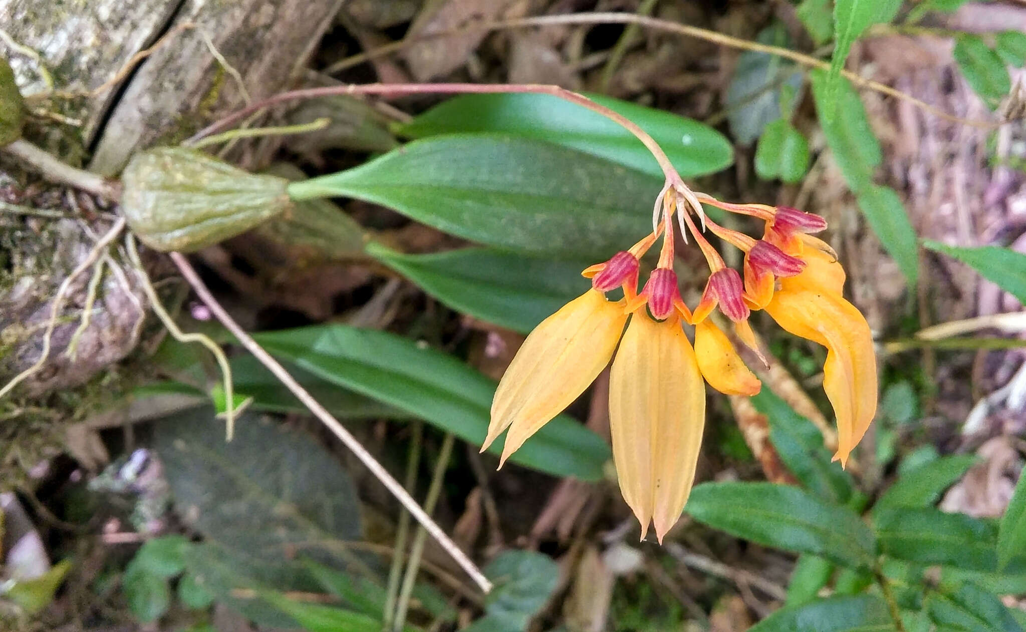 Image of Bulbophyllum retusiusculum Rchb. fil.