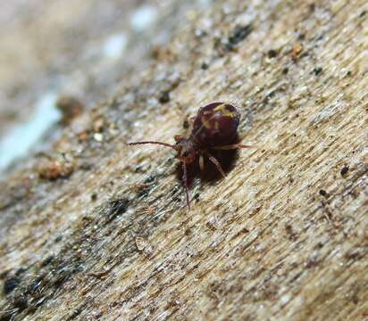 Image of Dicyrtomina minuta (Fabricius O 1783)