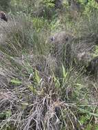 Image of California canarygrass