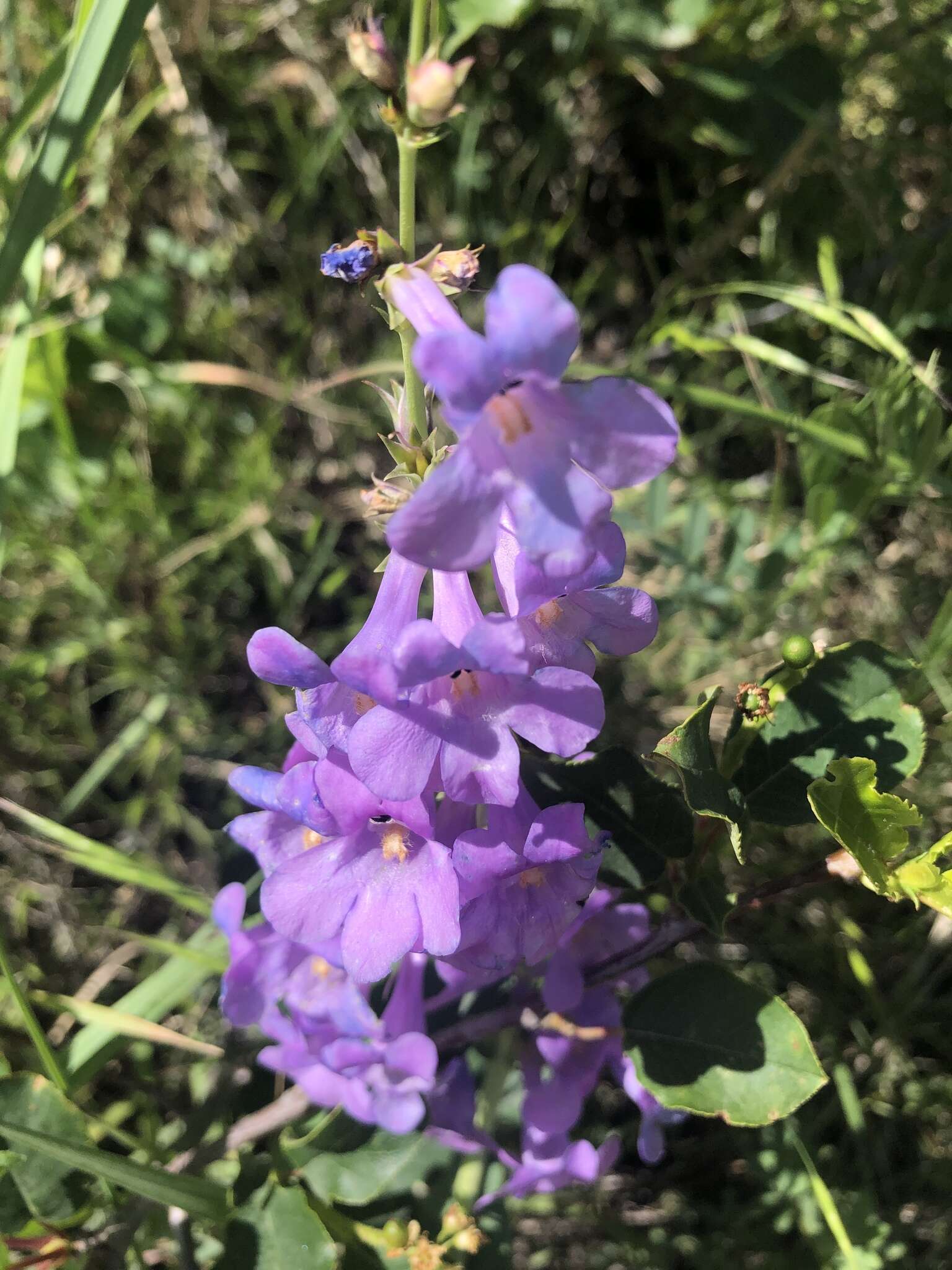 Image of sidebells penstemon