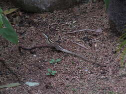 Image of Brown Basilisk