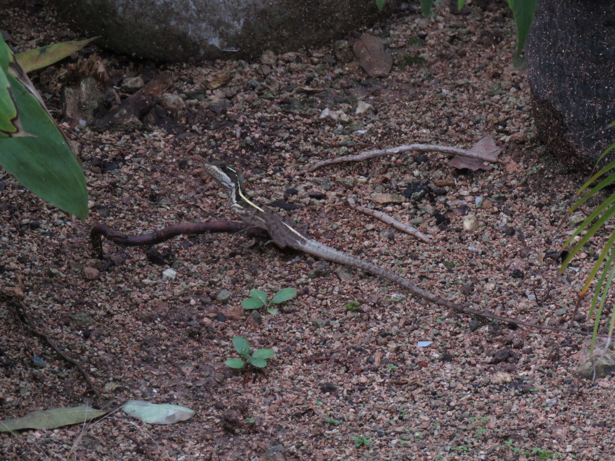 صورة Basiliscus vittatus Wiegmann 1828