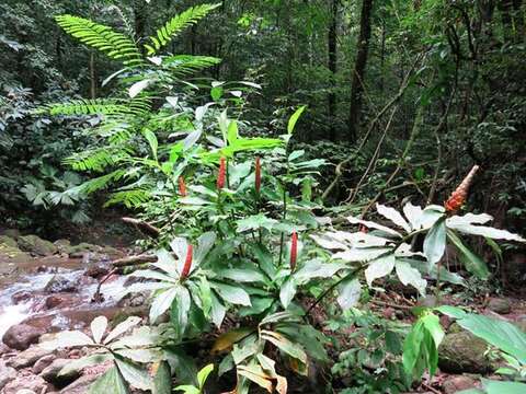 Image of spiral ginger