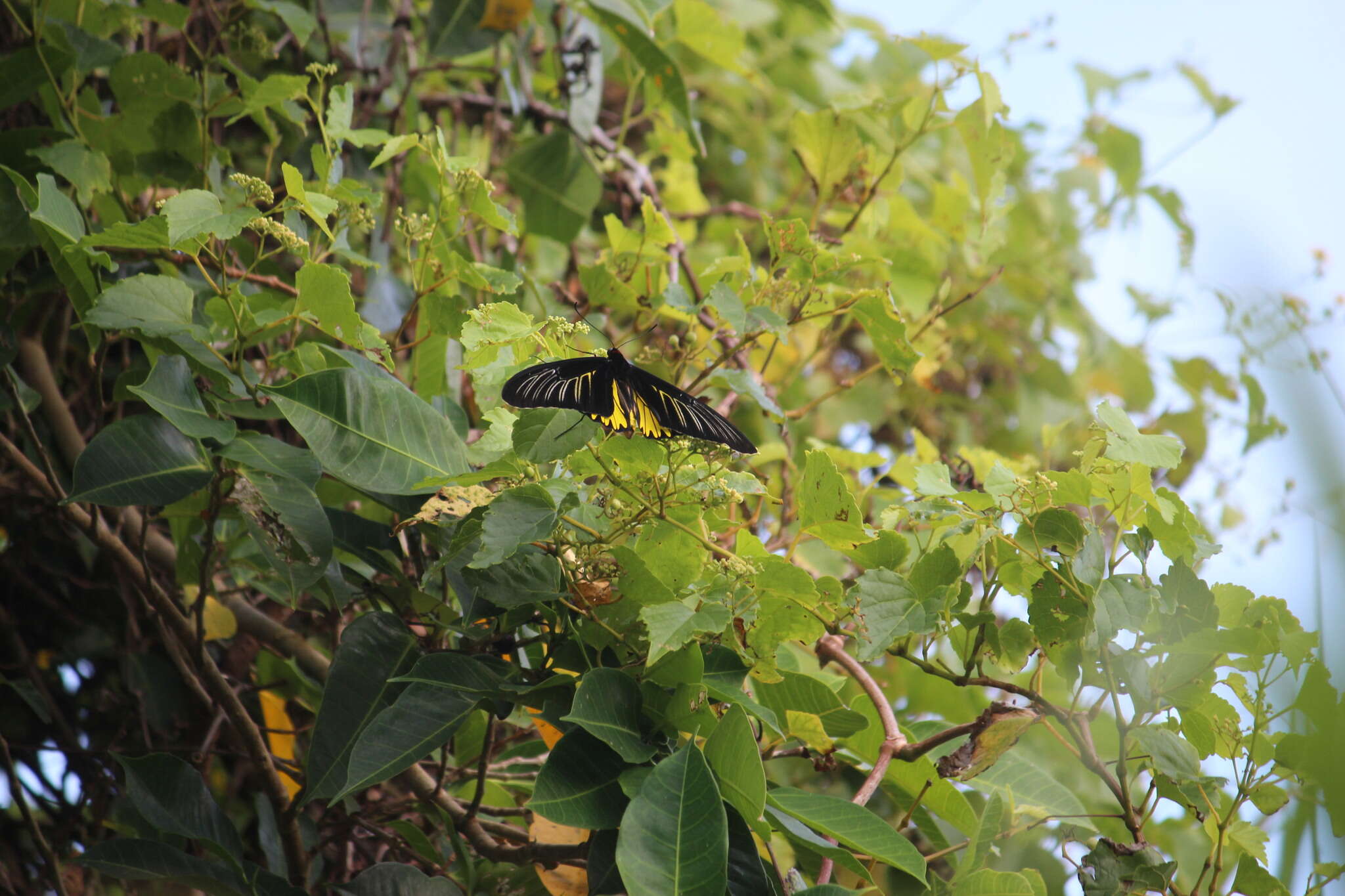 Plancia ëd <i>Troides magellanus sonani</i> Matsumura 1932