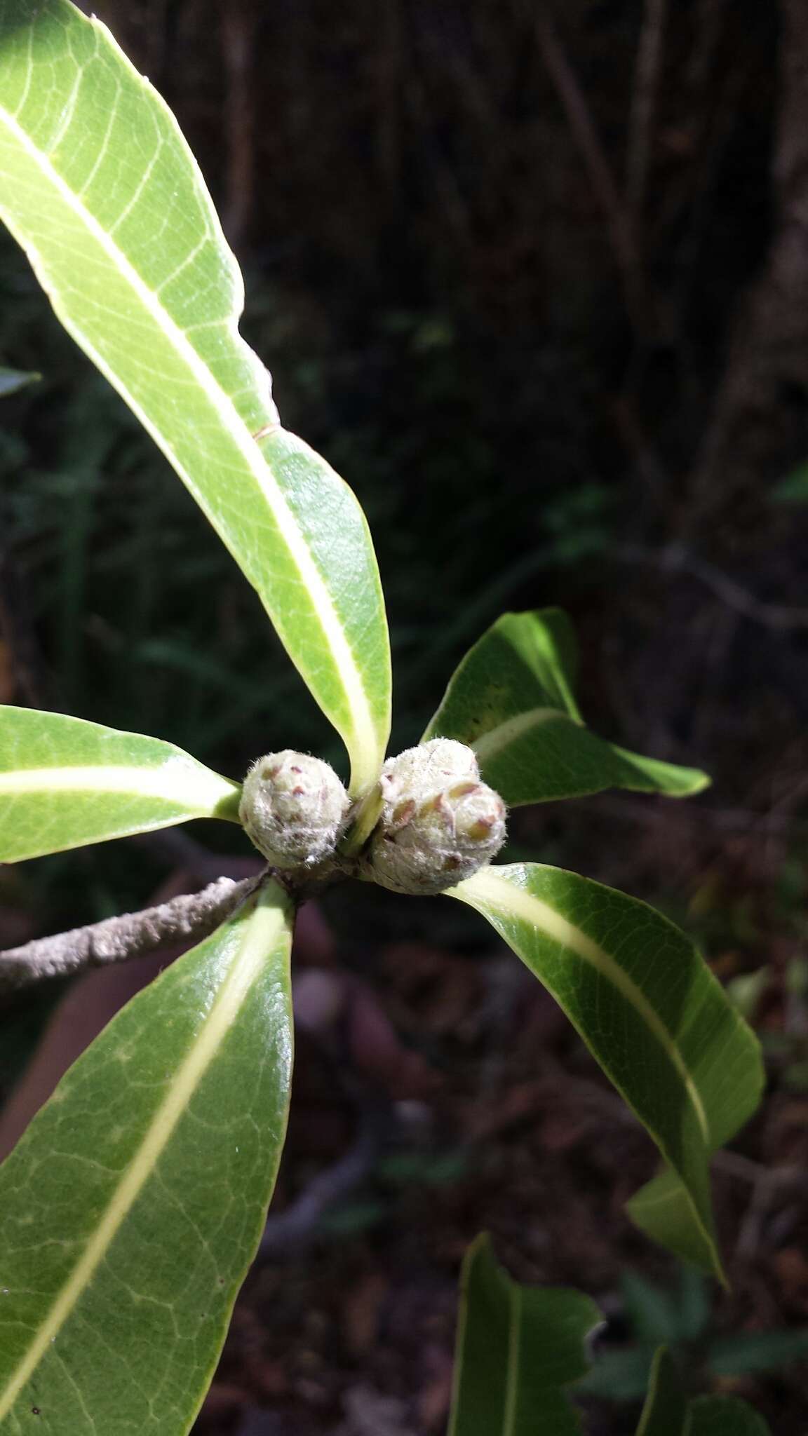 Plancia ëd Droceloncia rigidifolia (Baill.) J. Léonard