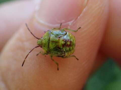 Image of Red-Cross Shield Bug