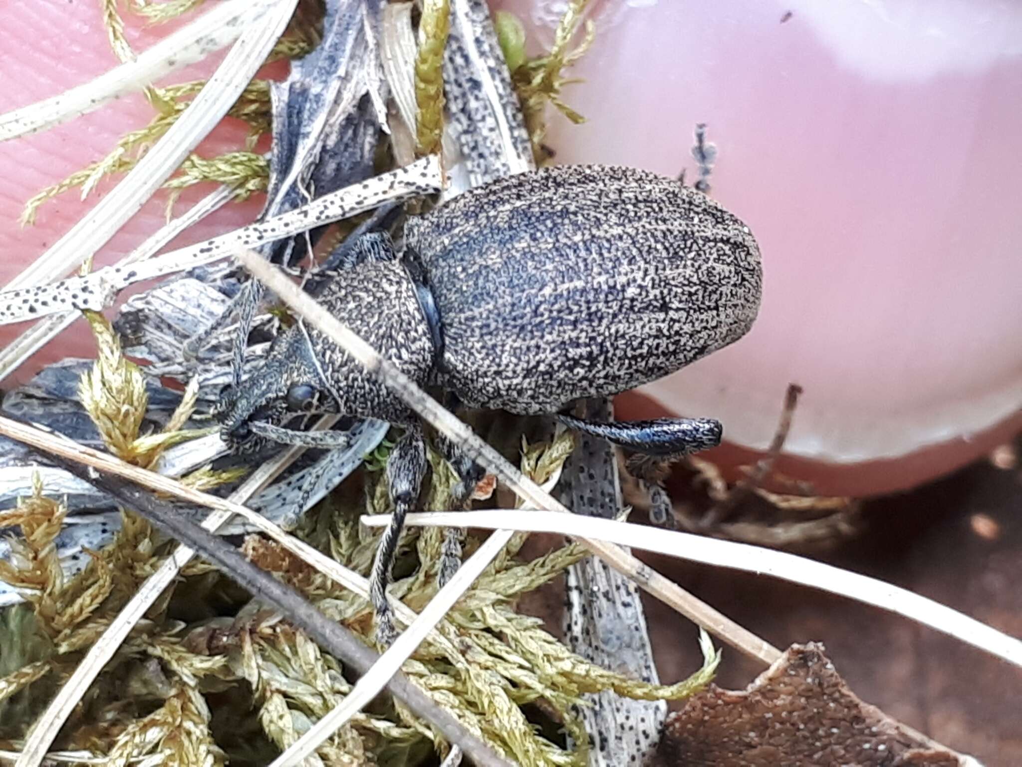 Image of lovage weevil