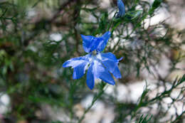 Image of Blue Lechenaultia