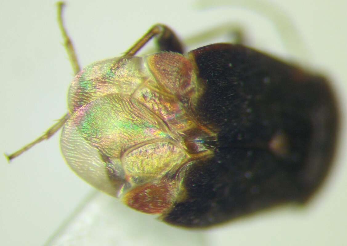 Image of Charagochilus