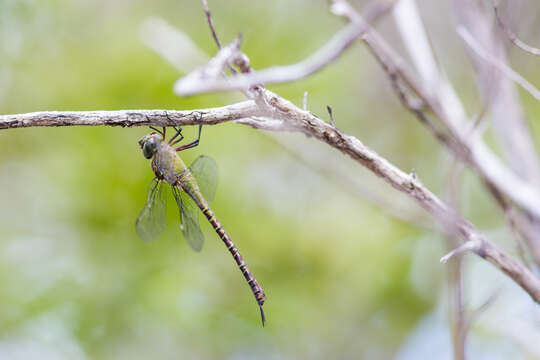 Image of Mangrove Darner