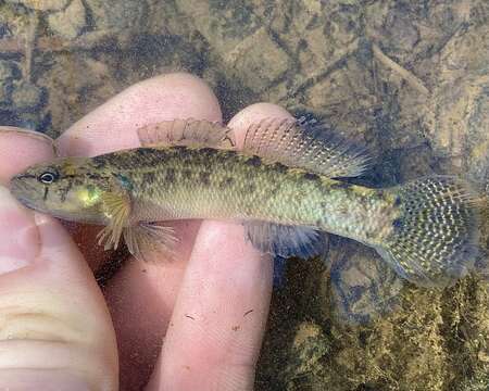 Image of Spottail darter