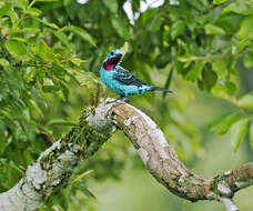 Слика од Cotinga cayana (Linnaeus 1766)