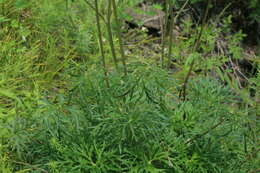 Imagem de Aconitum barbatum Pers.