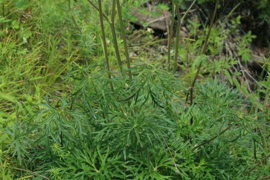 Imagem de Aconitum barbatum Pers.