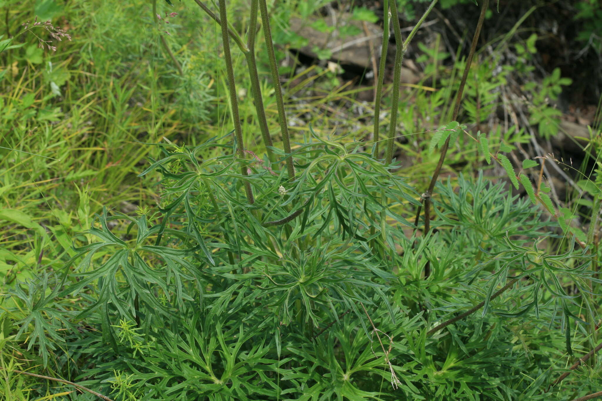 Слика од Aconitum barbatum Pers.