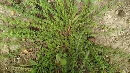 Image of spreading bedstraw