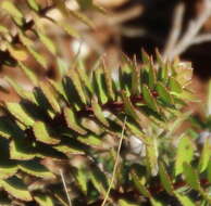 Image of Haloragis erecta subsp. cartilaginea (Cheeseman) Orchard