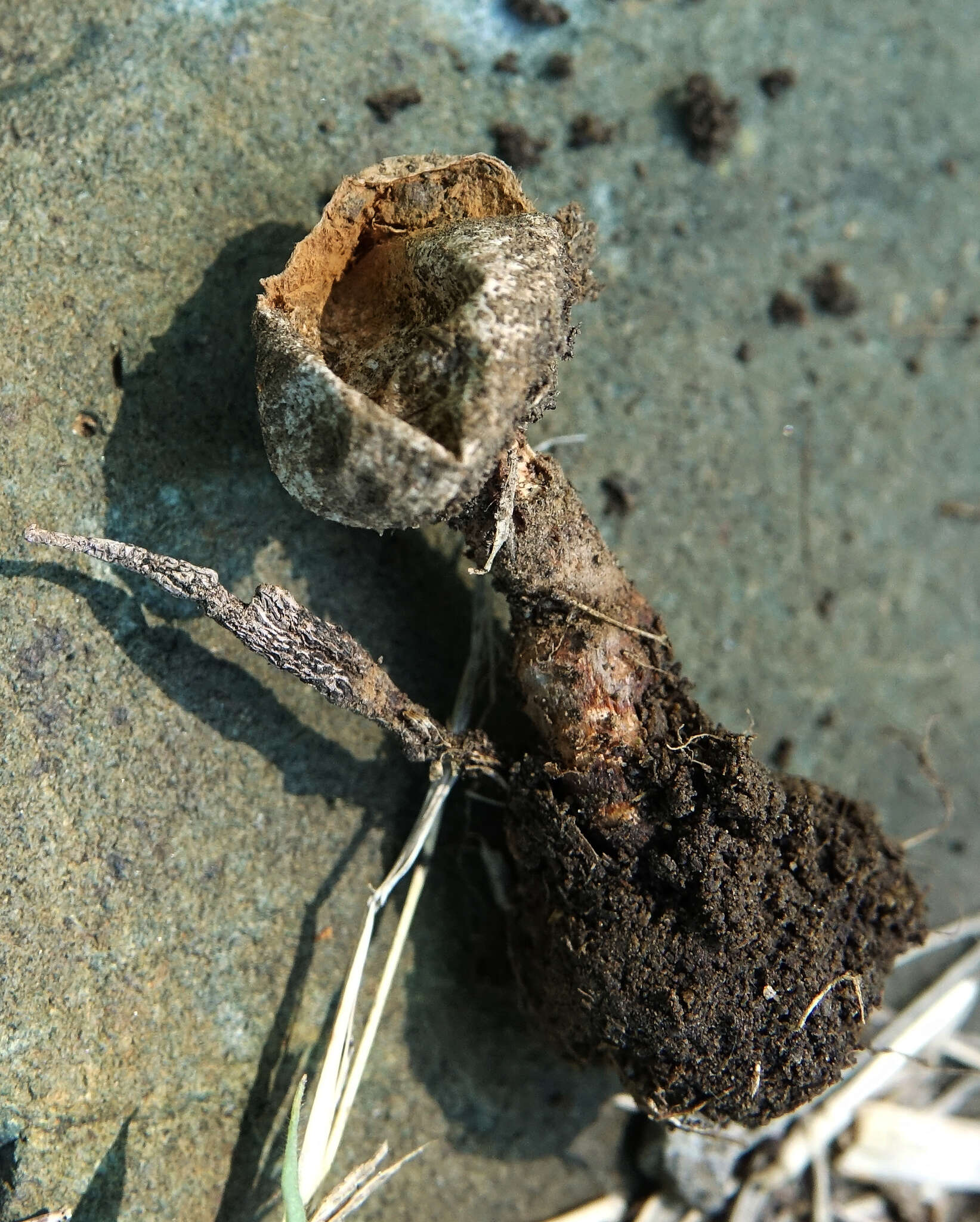 Image of Tulostoma fimbriatum var. campestre (Morgan) G. Moreno