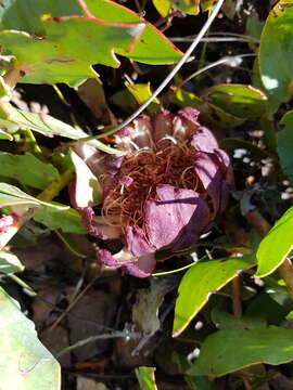 Image of Protea amplexicaulis (Salisb.) R. Br.