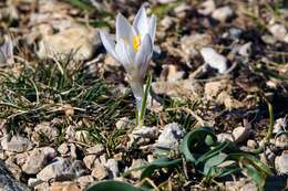 Image of Crocus weldenii Hoppe & Fürnr.