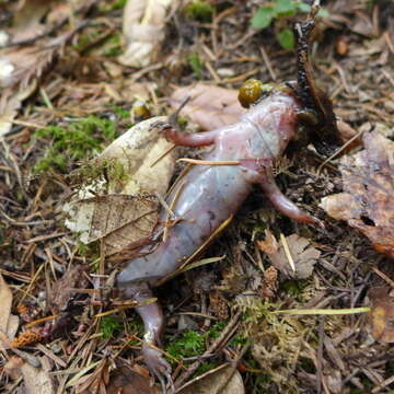 Image of California Giant Salamander