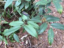 Image de Ilex lonicerifolia Hayata