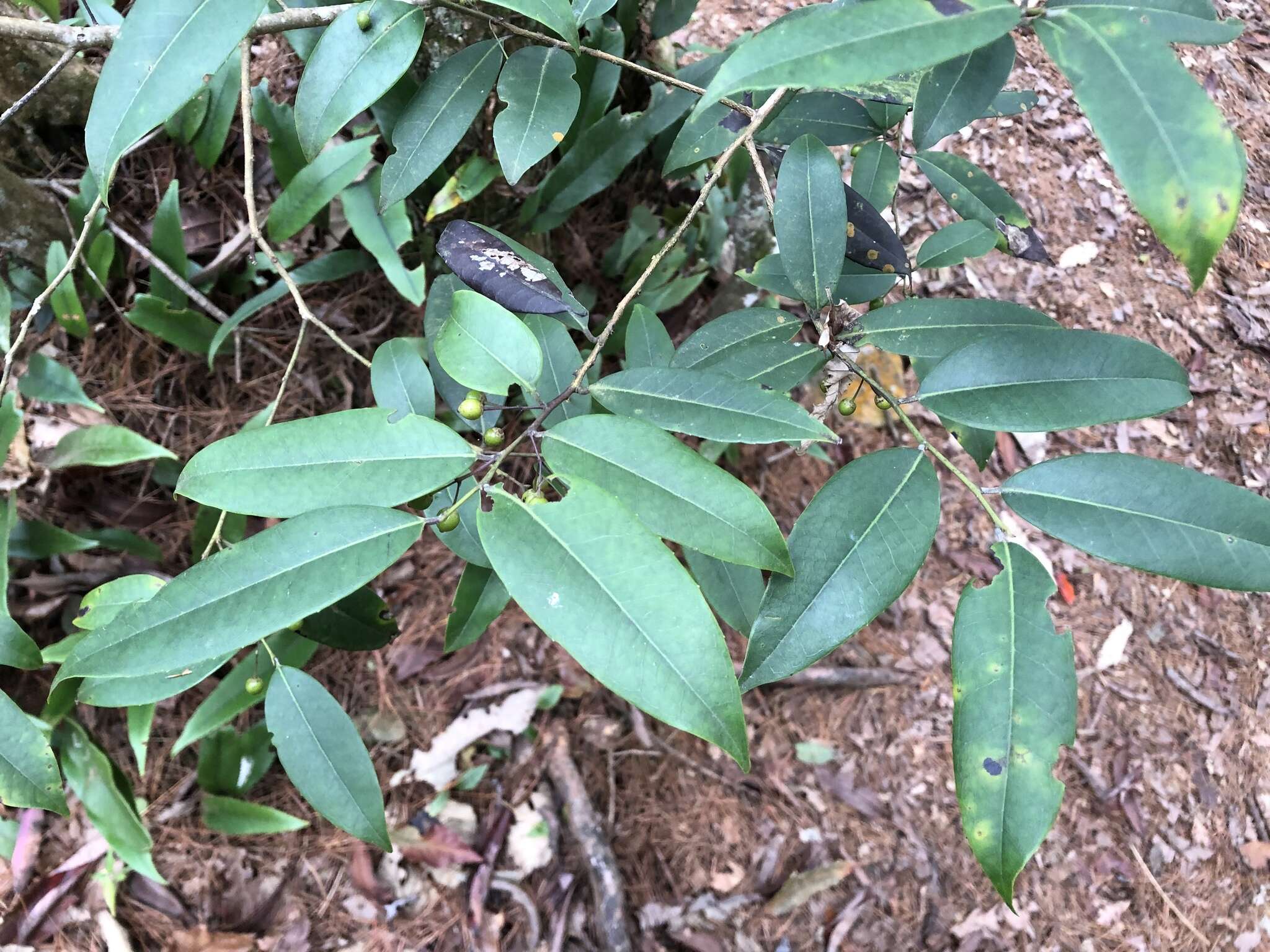 Image de Ilex lonicerifolia Hayata