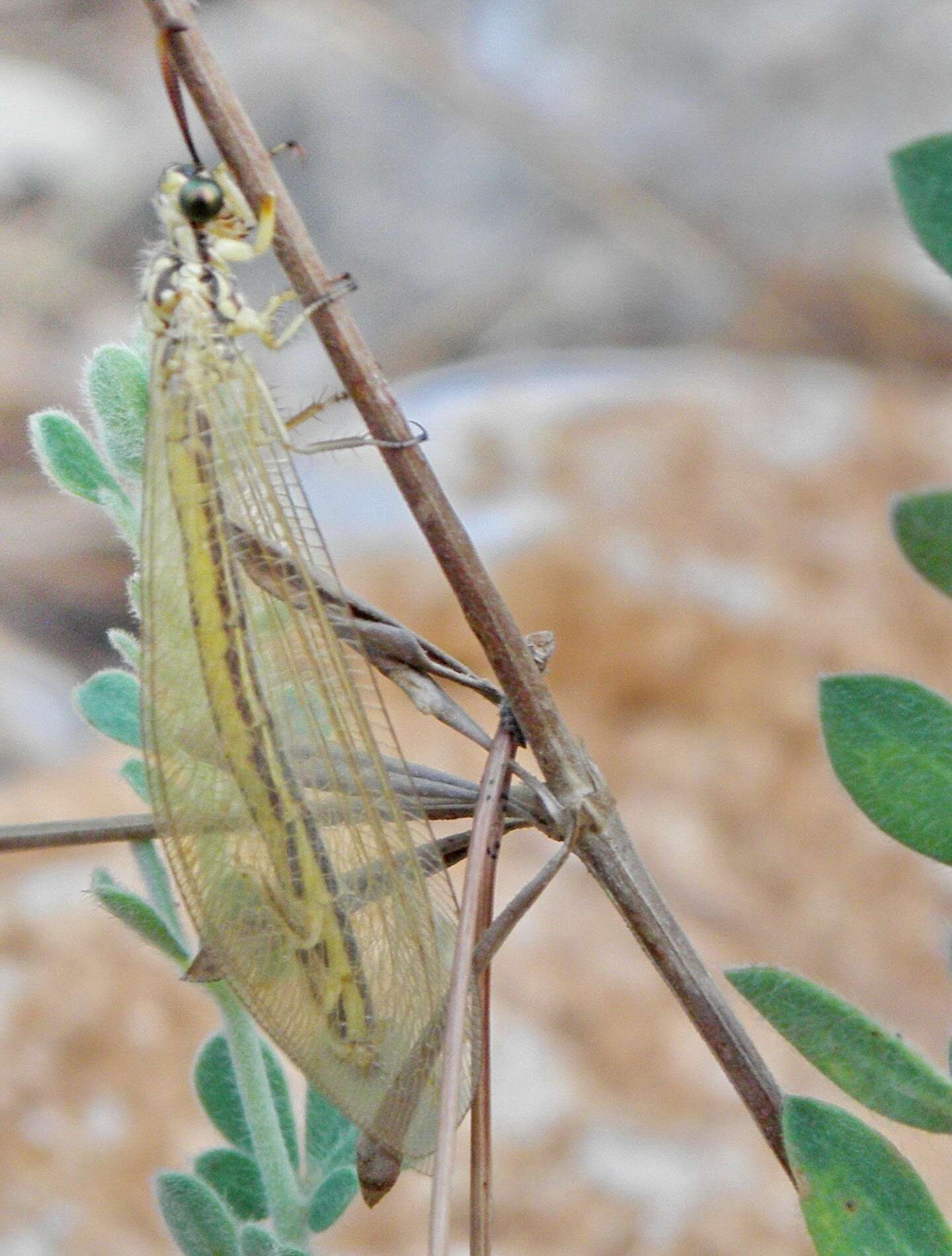 Image de Myrmecaelurus