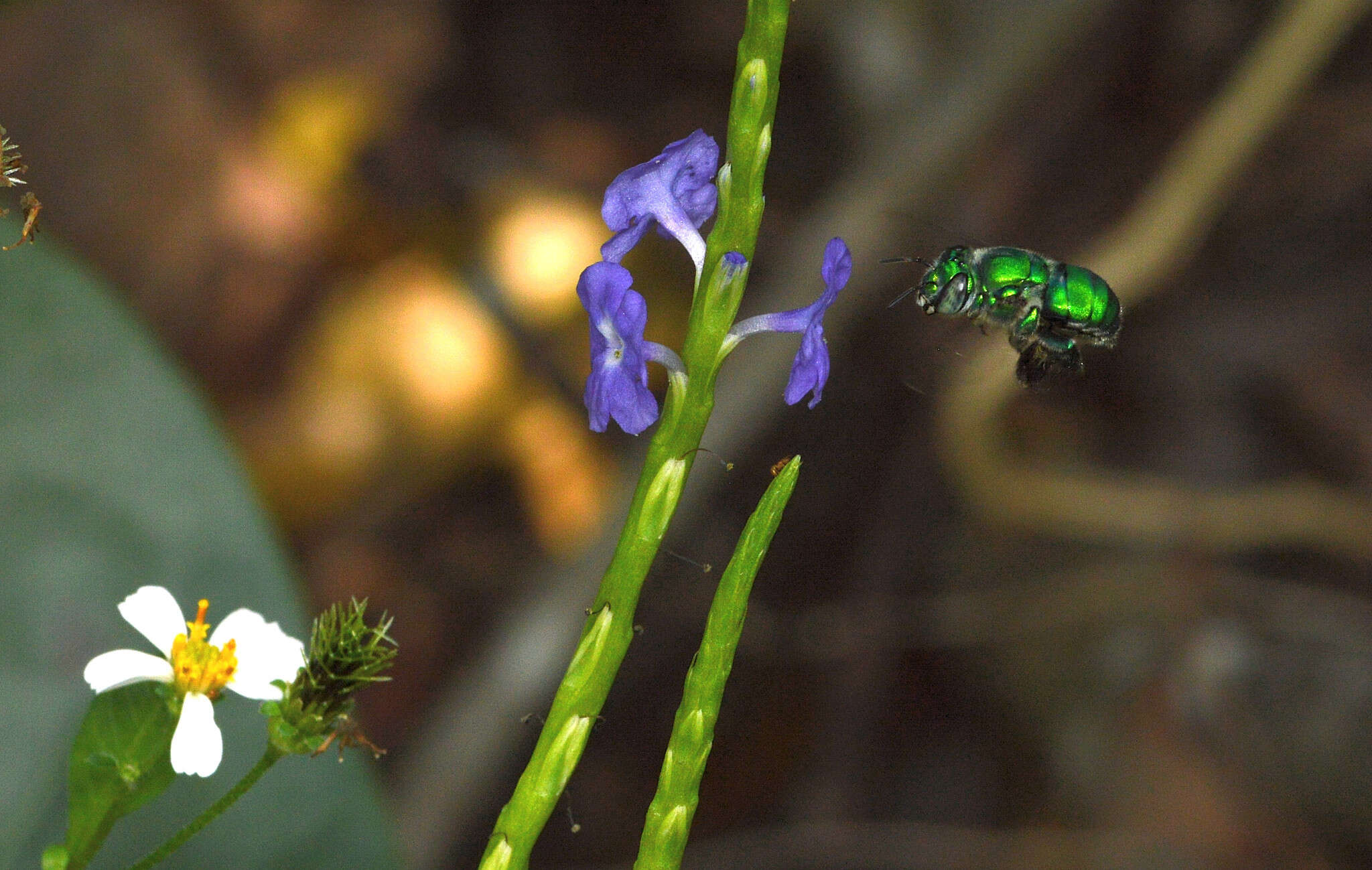 Image of Dilemma Orchid Bee