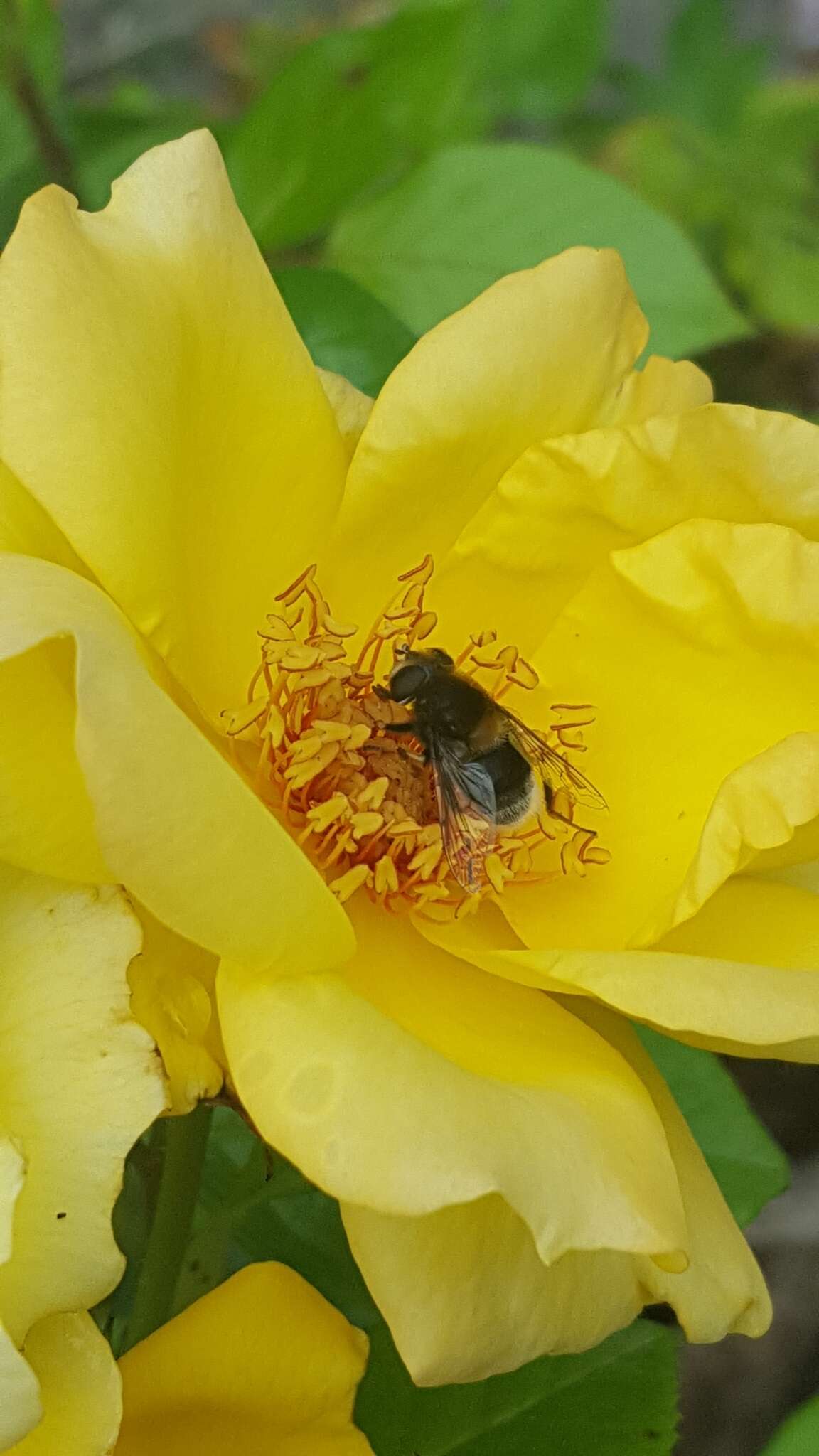 Imagem de Eristalis intricaria (Linnaeus 1758)