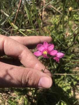 Image of Ixia scillaris L.