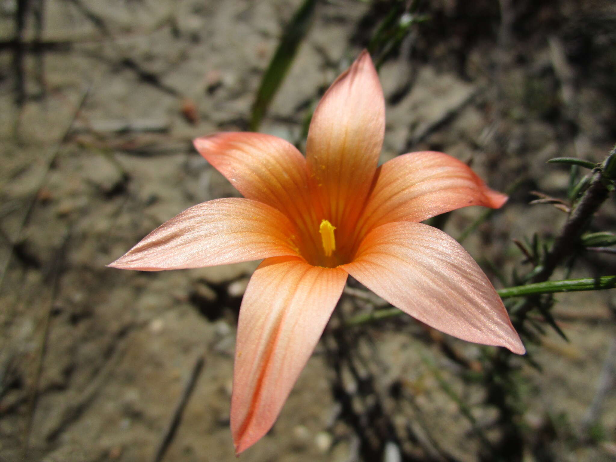 Image of Romulea setifolia N. E. Br.