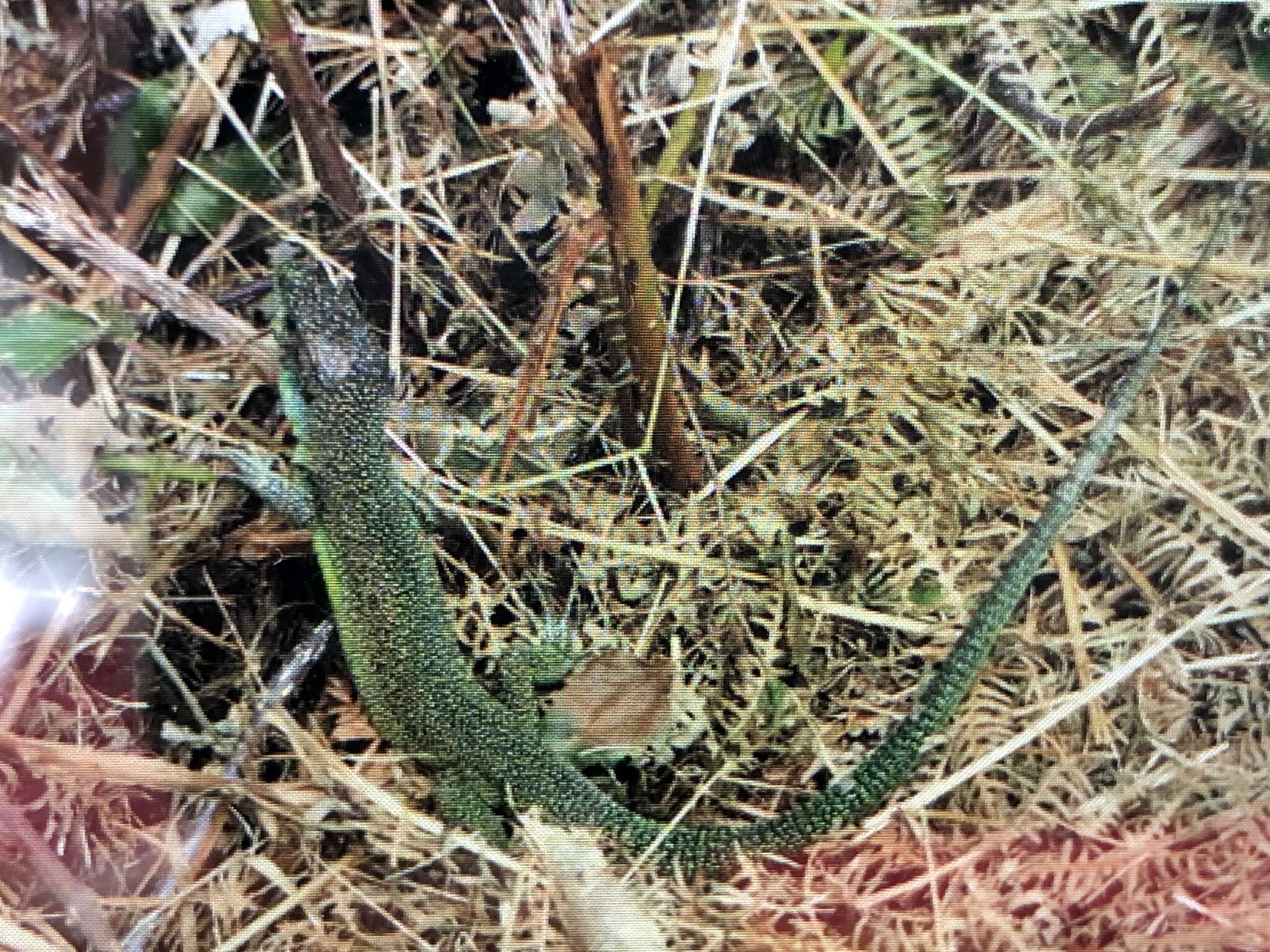 Image of Lacerta bilineata bilineata Daudin 1802