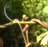 Image of tall dodder