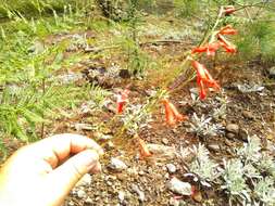 Image of Penstemon wislizenii (A. Gray) Straw