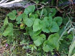 Image of scentless geranium