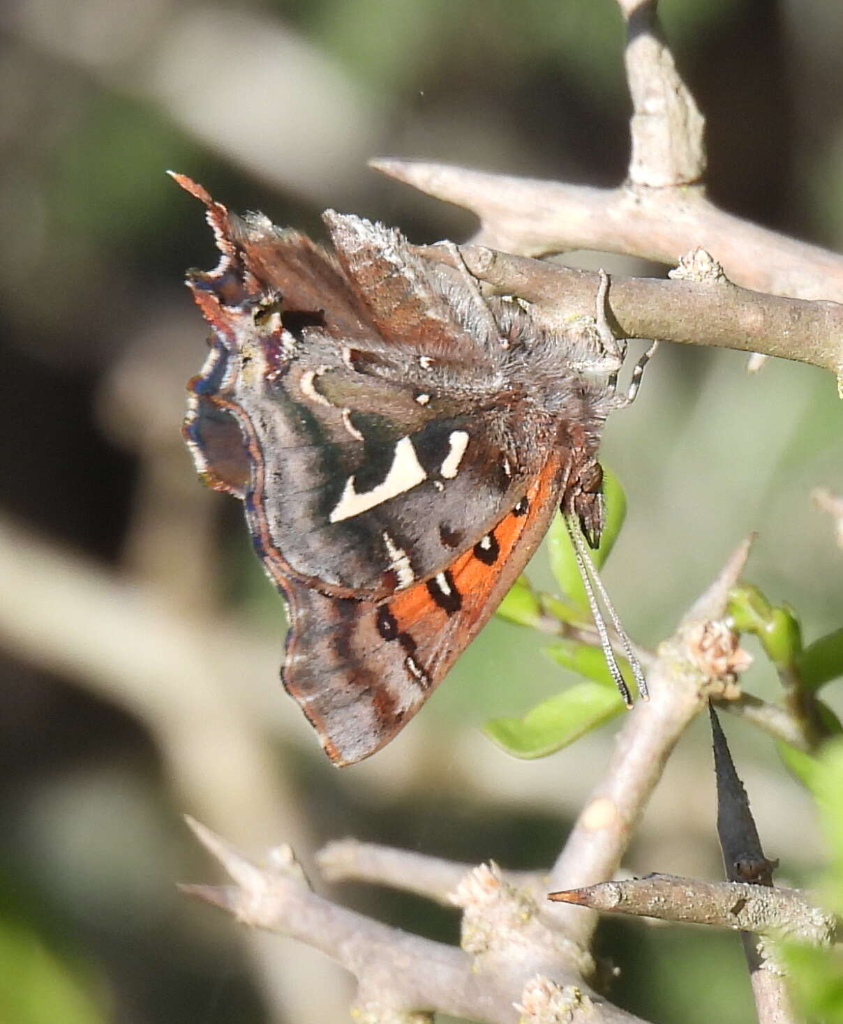 Image of Phasis thero (Linnaeus 1764)