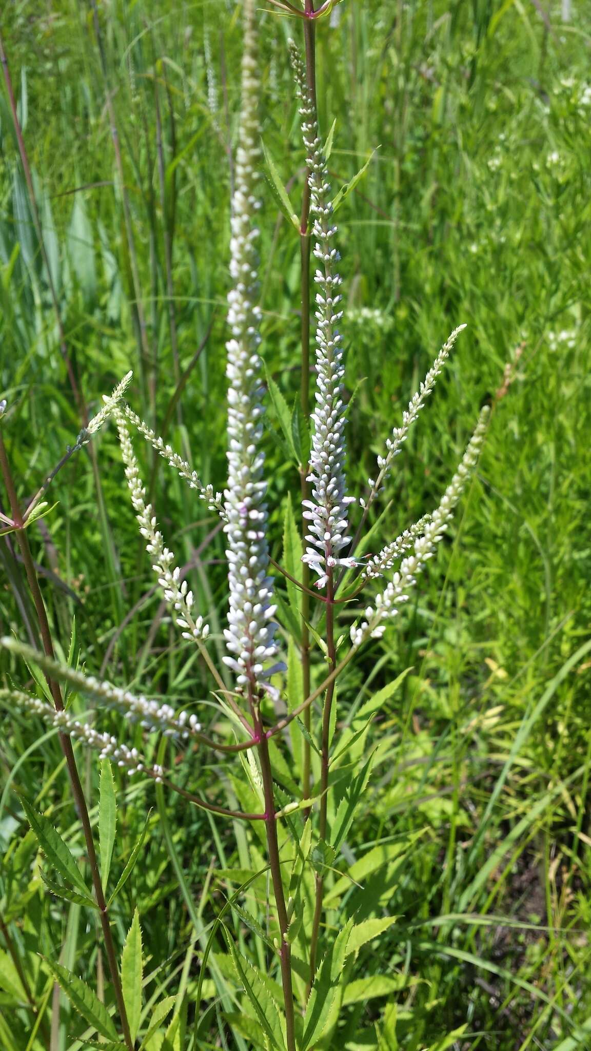 Image of Culver's root