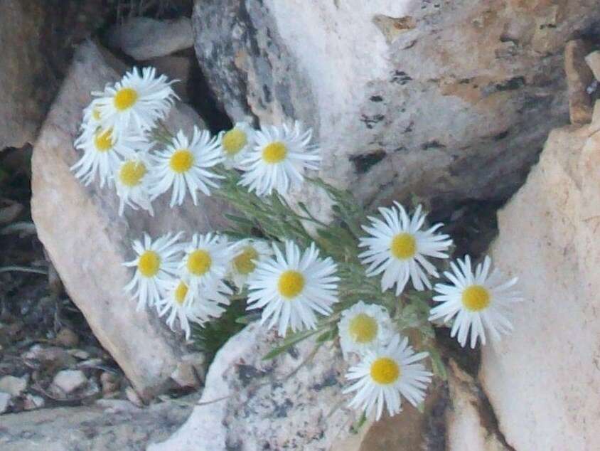 Image of Navajo fleabane