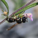 Image de Leptochilus limbiferus (Moravitz 1867)