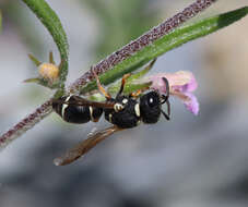 Image of Leptochilus limbiferus (Moravitz 1867)