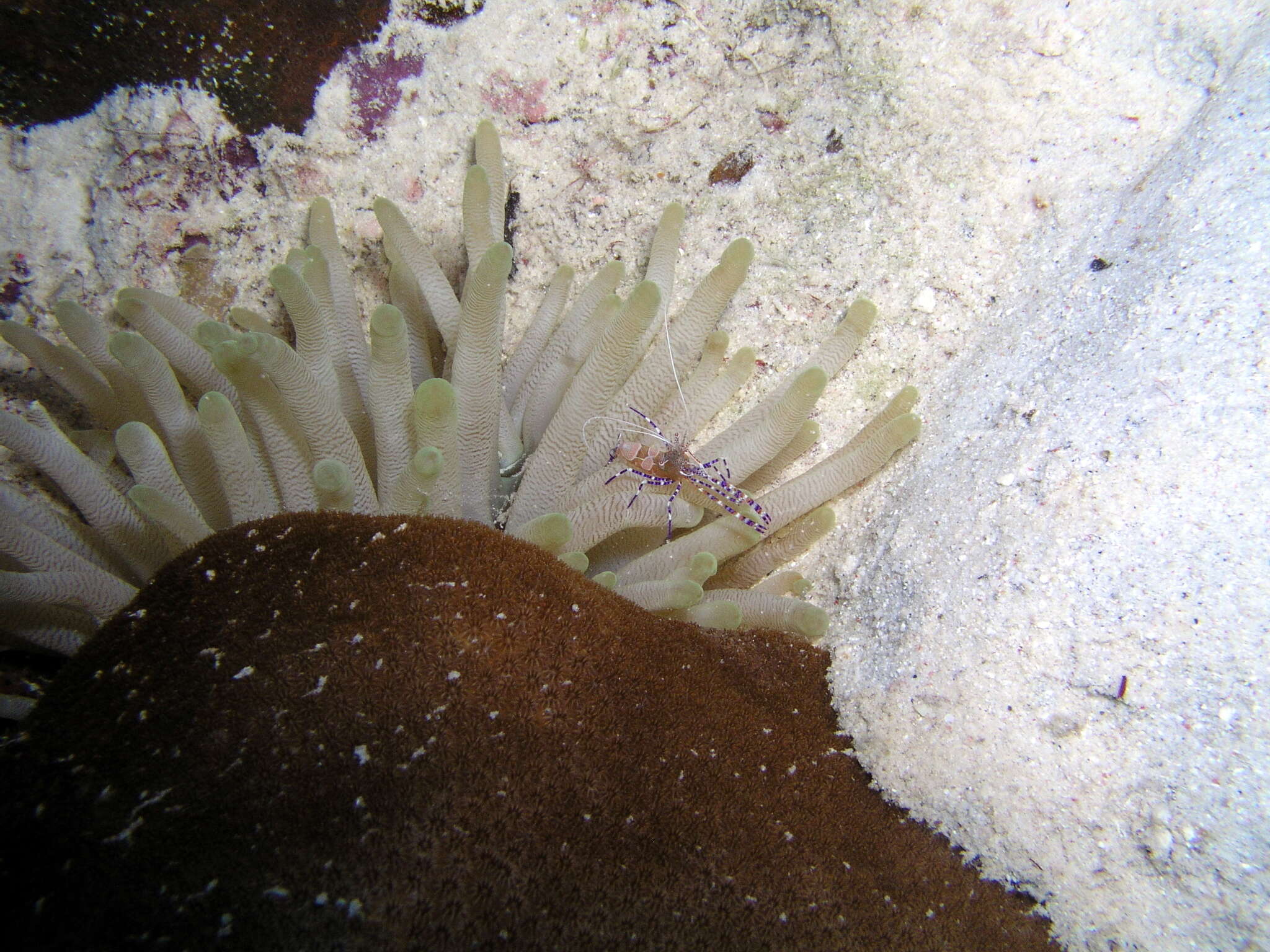 Image of Spotted cleaner shrimp