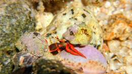 Image of California scarlet hermit crab