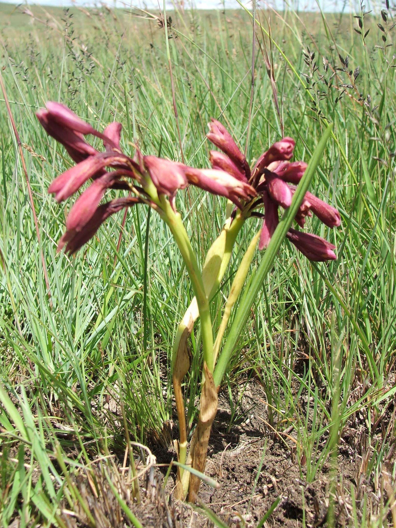 Image of Eulophia huttonii Rolfe