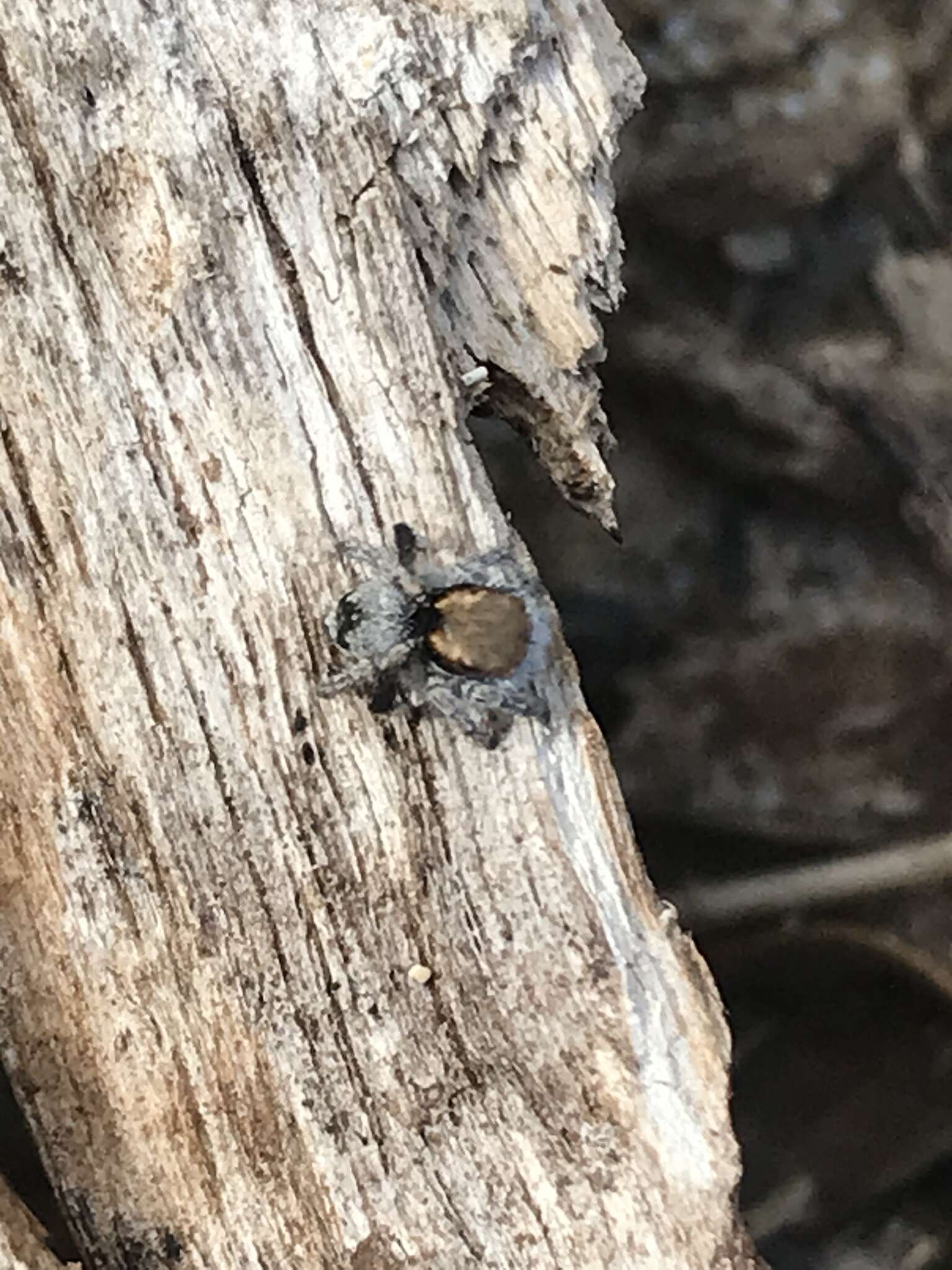 Image of Maratus albus Otto & Hill 2016