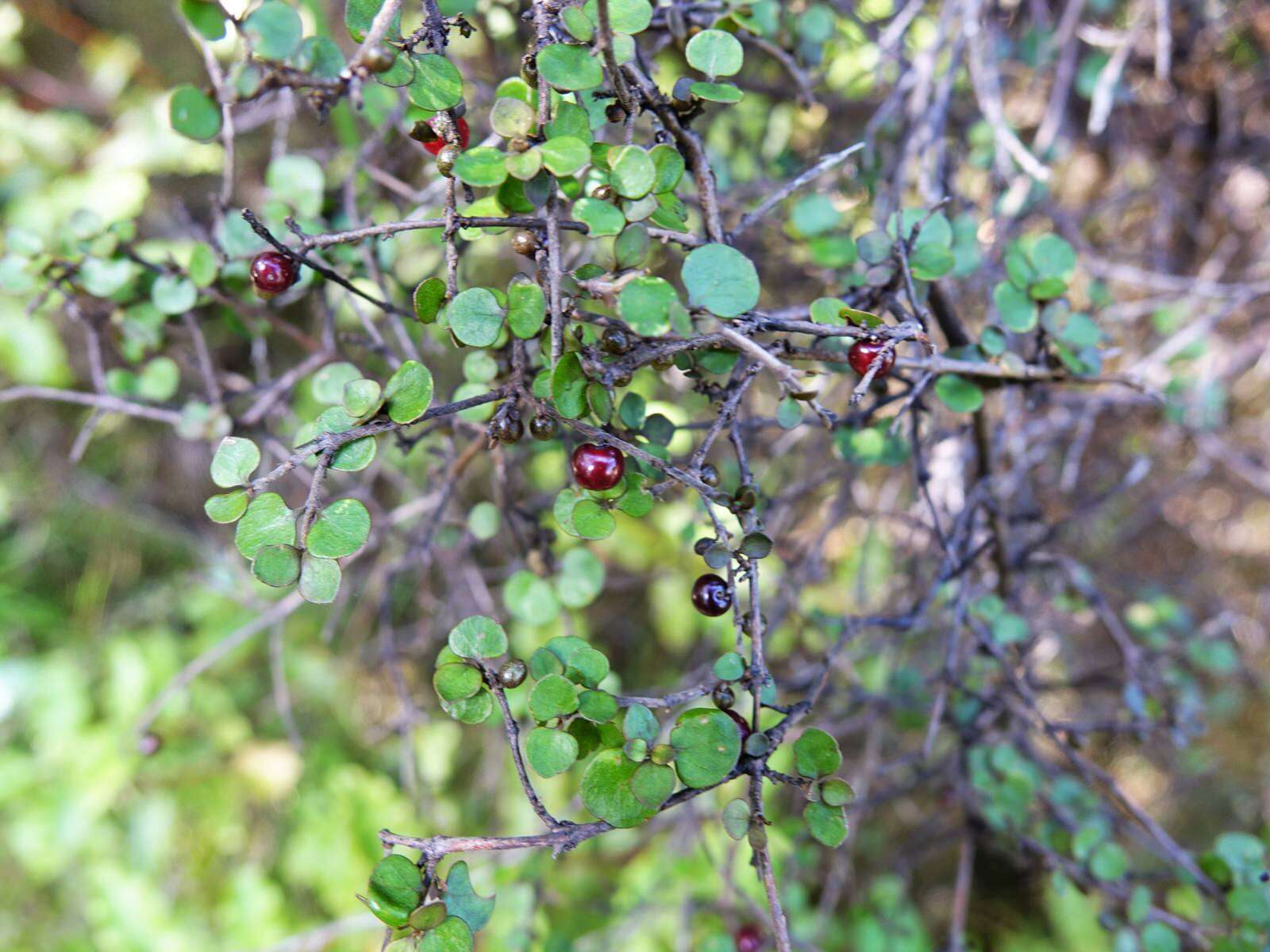 Image of Coprosma rhamnoides A. Cunn.