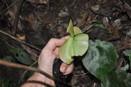 Image of Adiantum cordatum Maxon