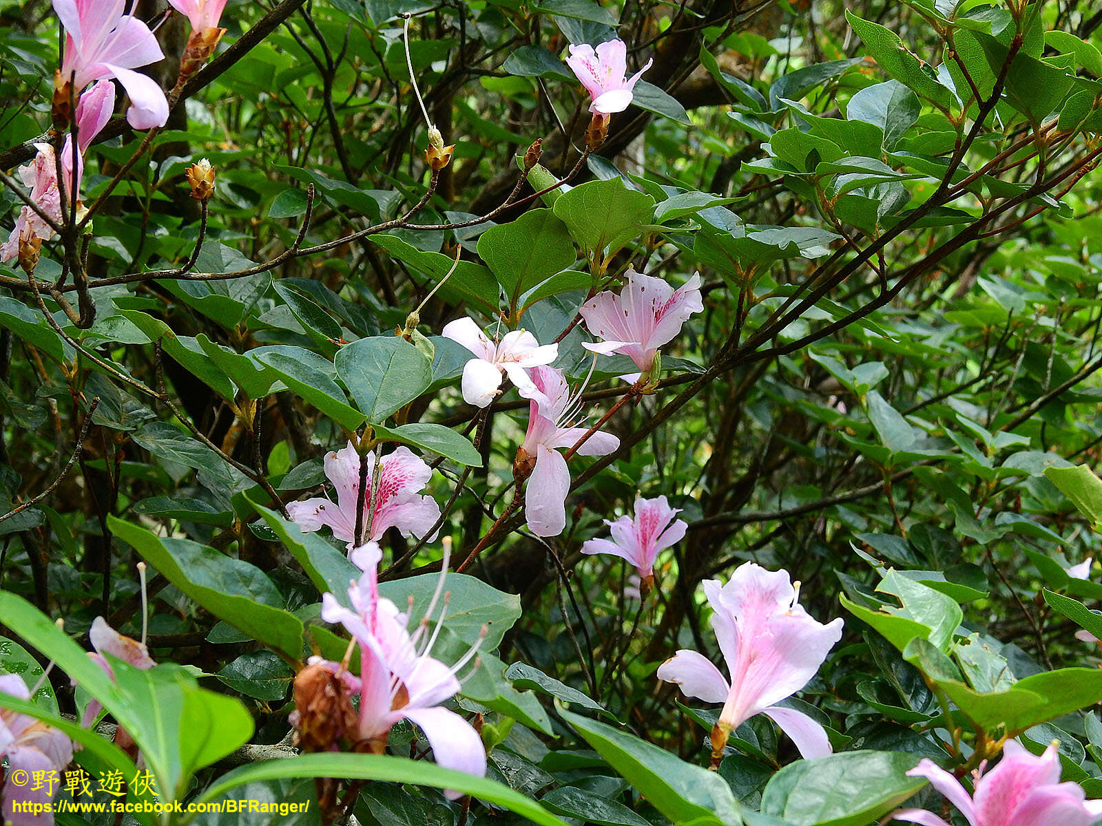 Image of Rhododendron mariesii Hemsl. & E. H. Wilson